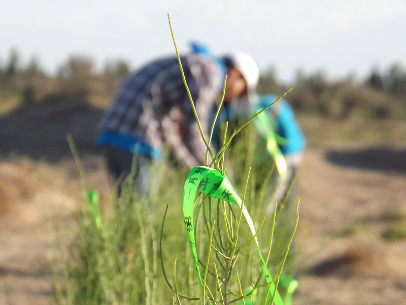 7��14����������ҁ��������֌���ٛ�ߵľG�z��ϵ��������������ͽz����ꖹ����ҫ���W���Gɫ�Ĺ�â��