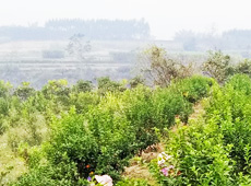 �������ܵ��l(xi��ng)�����ǰ���ӷ��s����������ؚ�F����С����ͨ�^(gu��)�������(gu��)��(y��u)���Ľ�(j��ng)��(j��)����(sh��)����׃��ؚ�F��ò������̽۴��S������ɵ��r(n��ng)��@�����S������롭