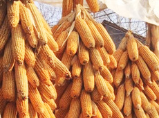 �Ŵ���������֮����