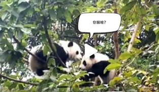 �L�L��̫�ɐ�����С��ȫ�̡���ĸЦ����