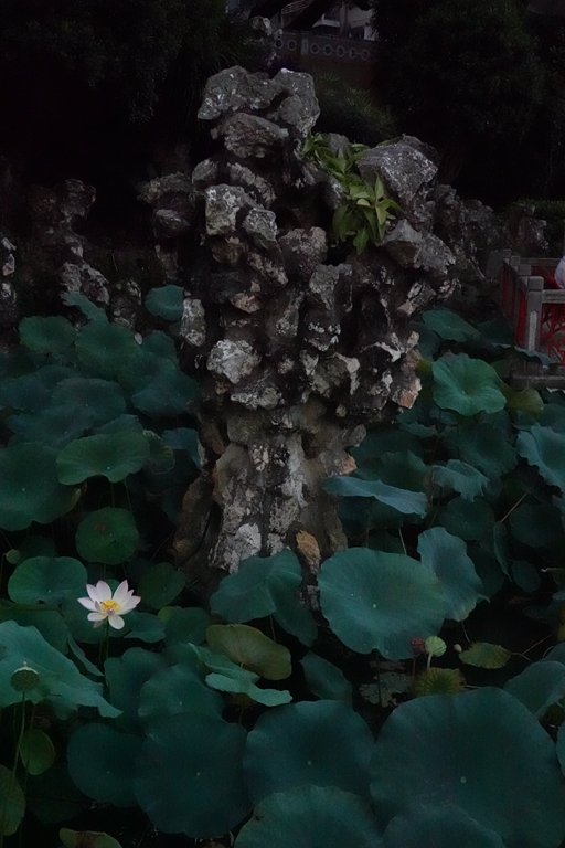 盧廉若公園的假山石。人民網(wǎng) 唐佳 攝