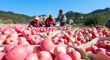 山東乳山：蘋果喜豐收