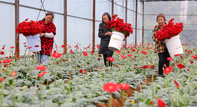 貴州玉屏：非洲菊綻放“美麗經(jīng)濟”