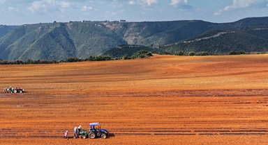 雲(yún)南陸良：播種小春馬鈴薯