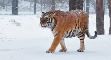 虎虎生威！雪天和東北虎超配的
