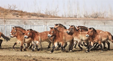 科學(xué)保護(hù)助力普氏野馬種群穩(wěn)定繁育