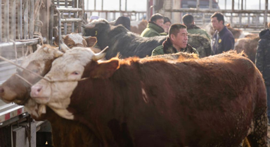 寧夏西吉：早春牛市交易旺