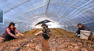 四川仁壽：小小羊肚菌 增收大產(chǎn)業(yè)