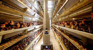 雞舍裡的機(jī)器人“飼養(yǎng)員”